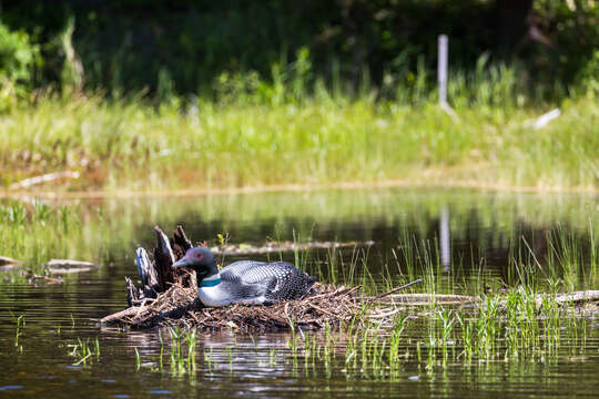 Image of loons