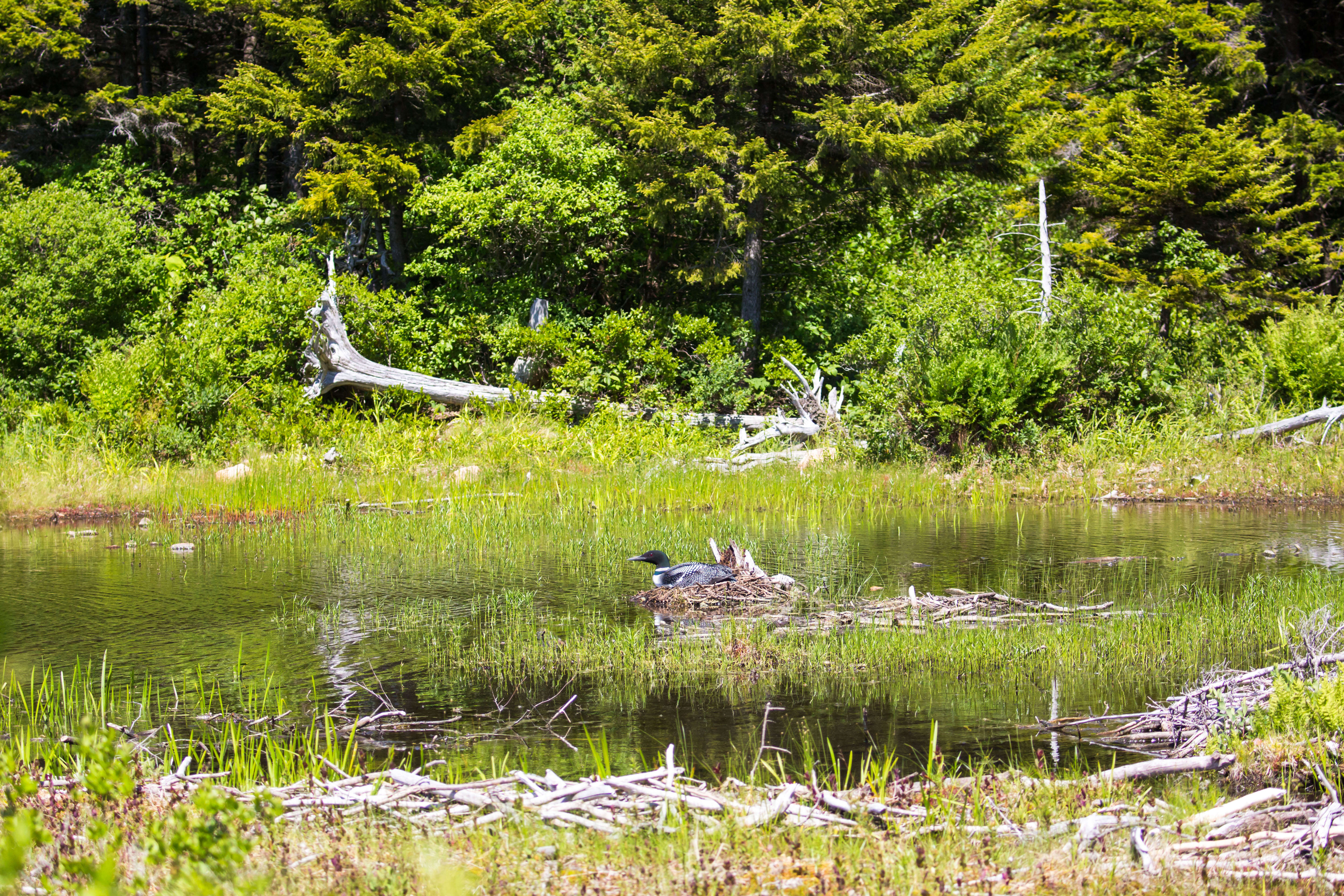 Image of loons