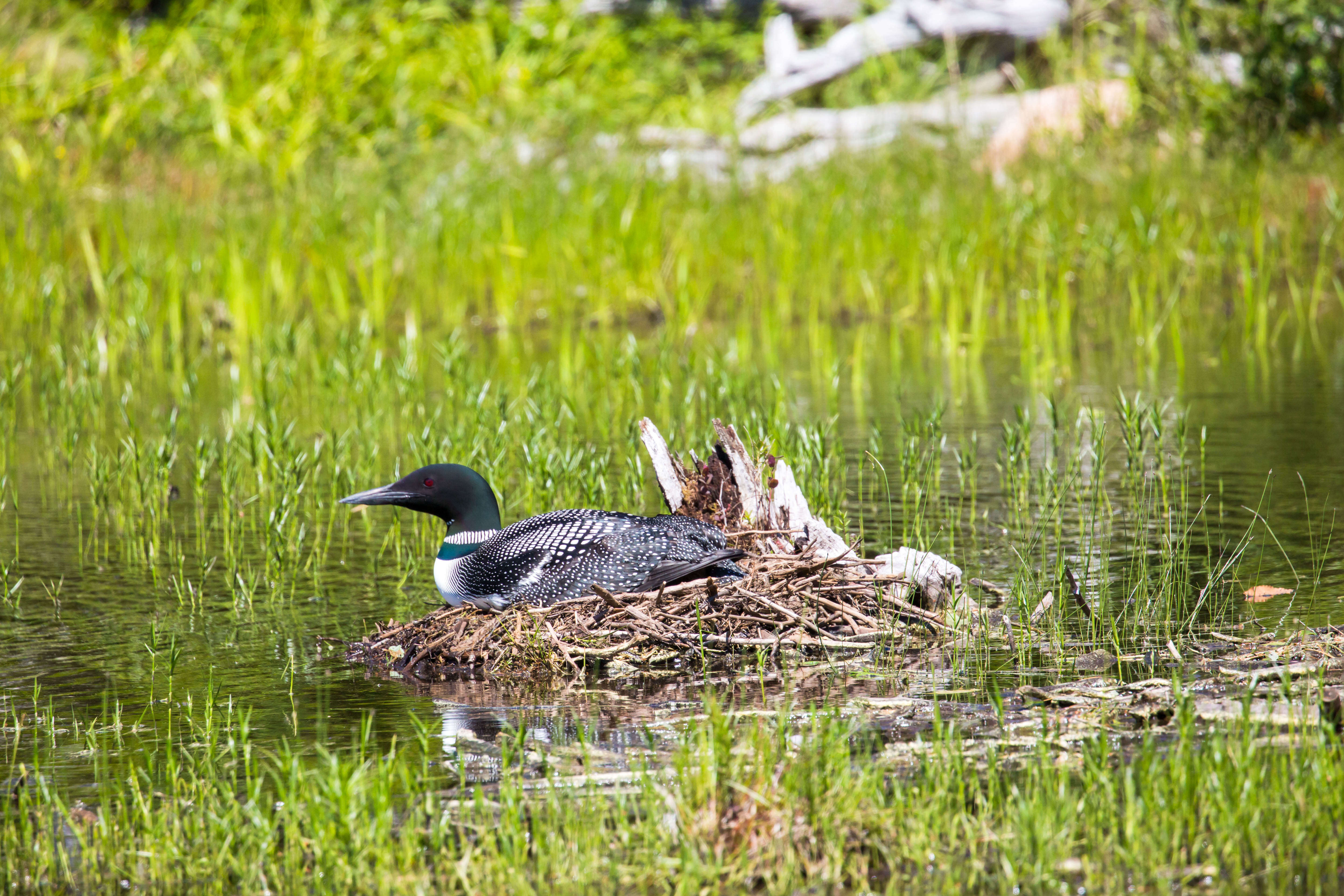 Image of loons