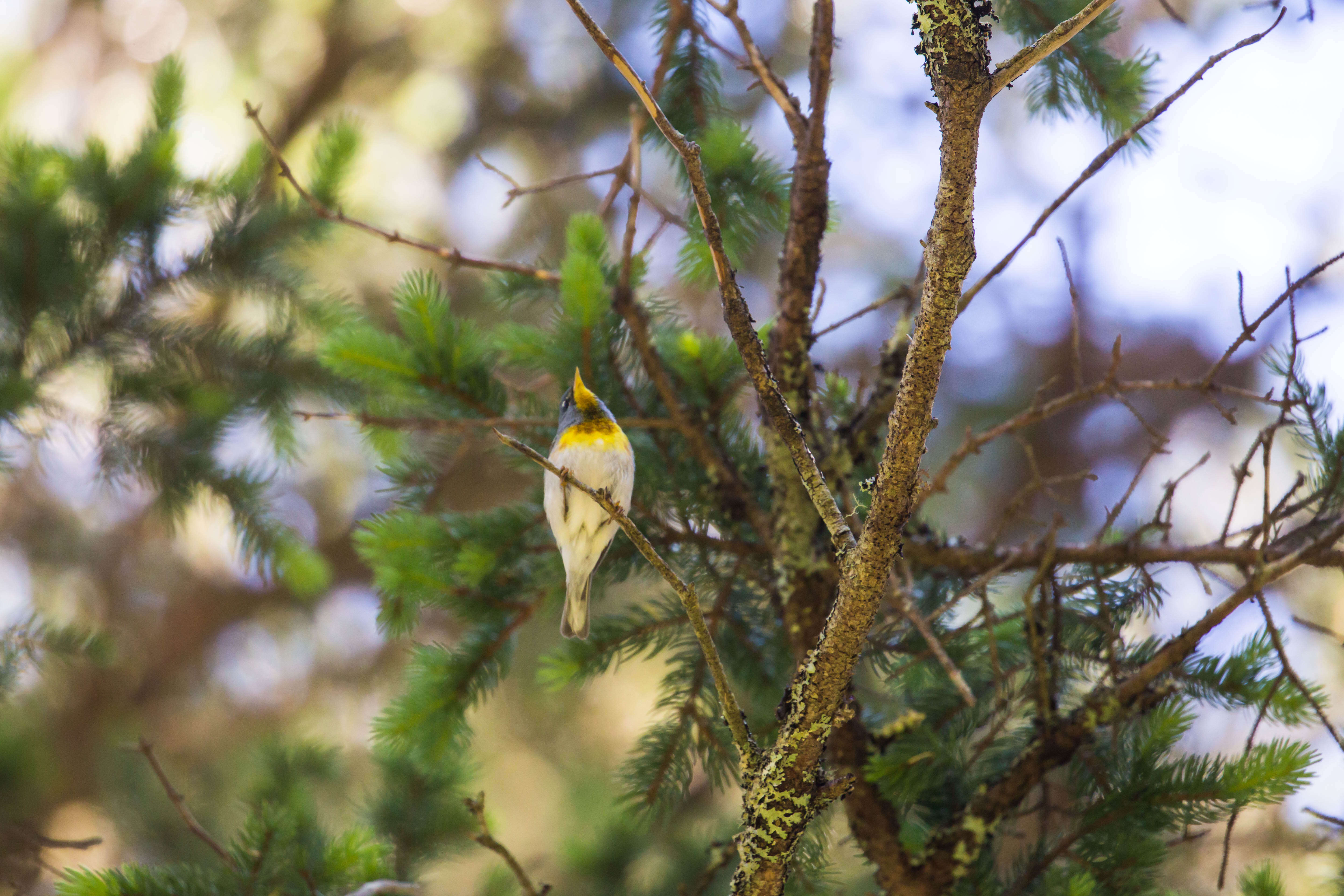 Image of Northern Parula