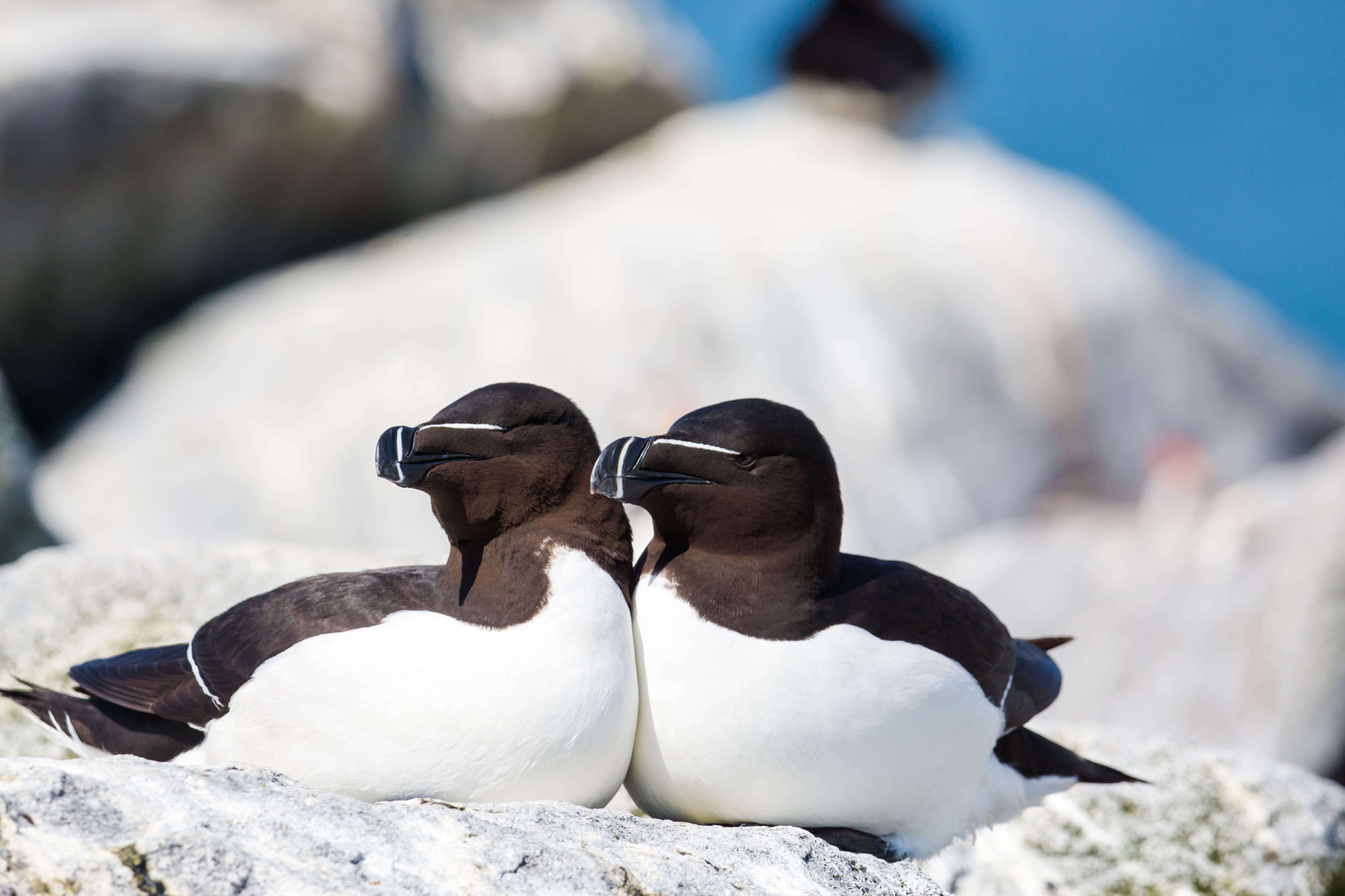 Image of Lesser auk