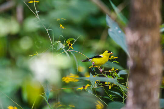 Imagem de Spinus tristis (Linnaeus 1758)