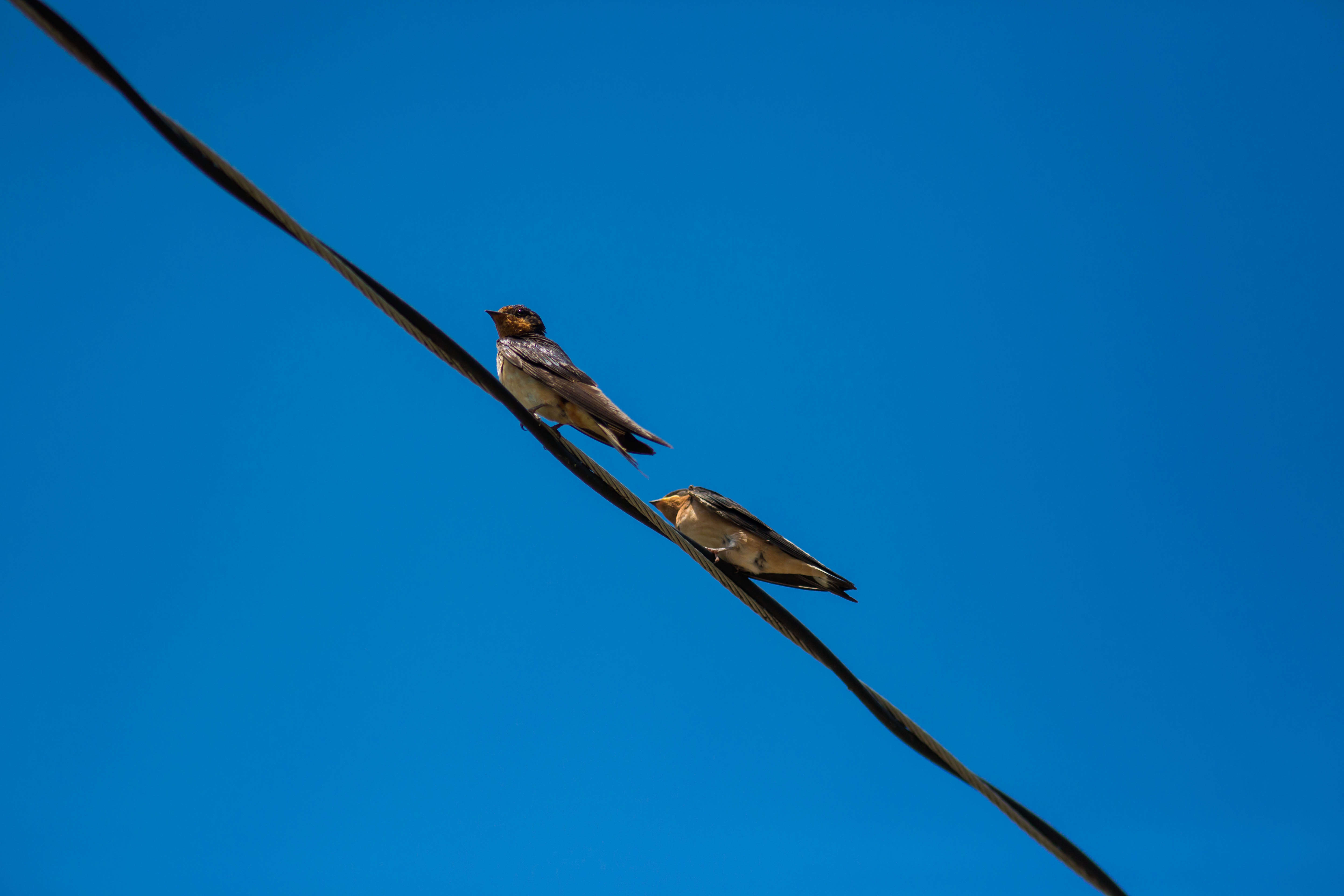 Image of Hirundo Linnaeus 1758