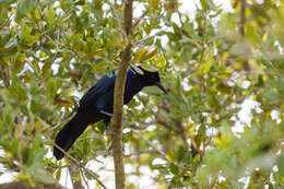 Image of Boat-tailed Grackle