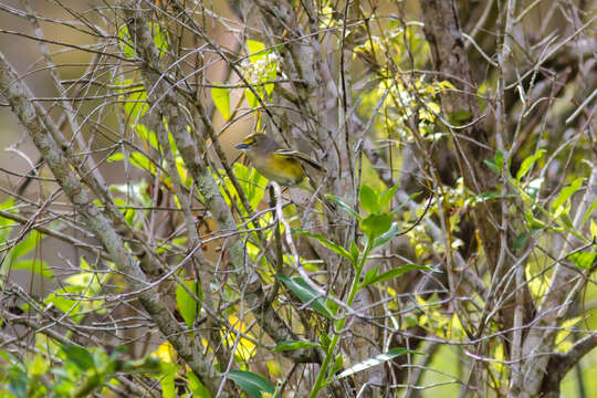 Слика од Vireo griseus (Boddaert 1783)