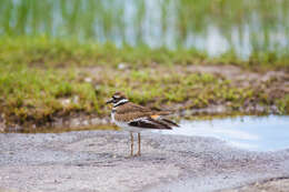 Image of Killdeer