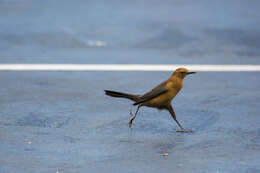 Image of Boat-tailed Grackle