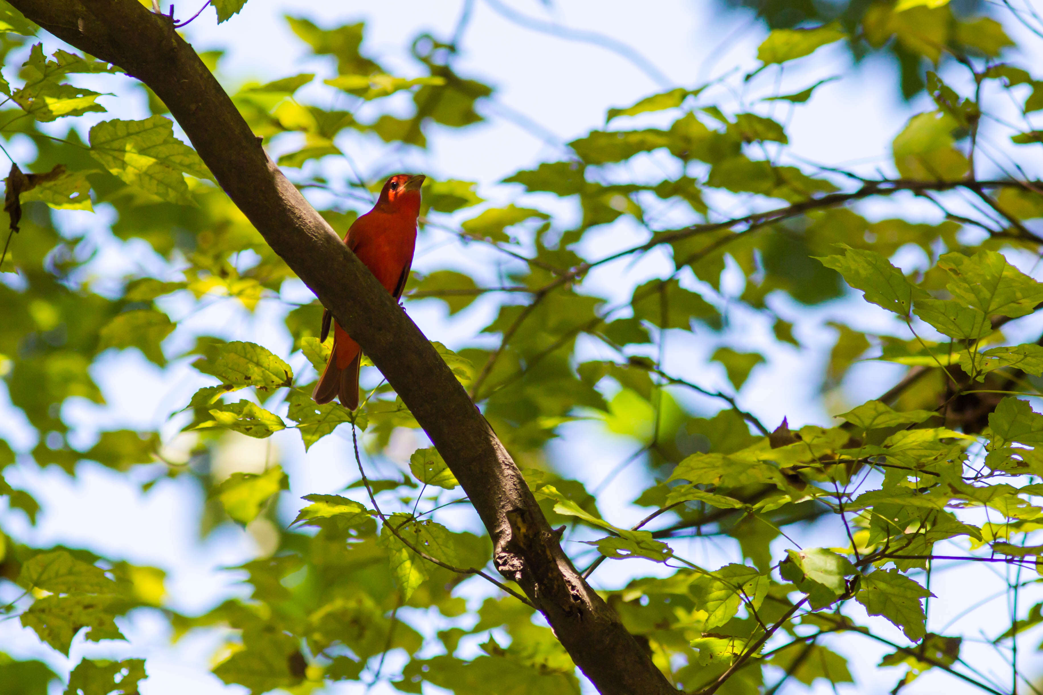 Image of Summer Tanager