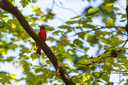 Imagem de Sanhaçu-vermelho