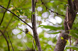 Image of Acadian Flycatcher