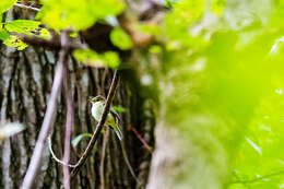 Image of Acadian Flycatcher