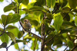 Image of Hawai`i `Elepaio