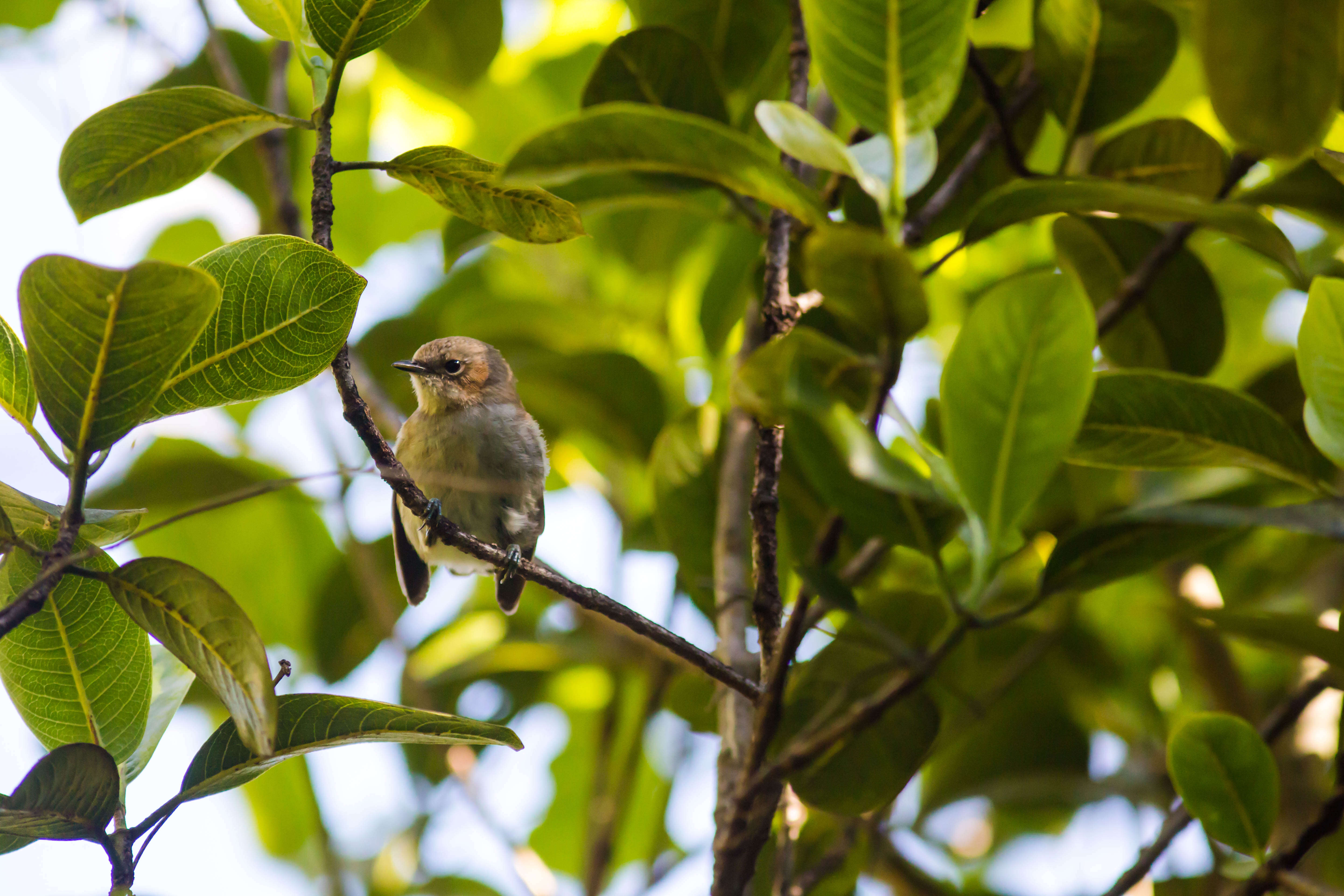 Image of Hawai`i `Elepaio