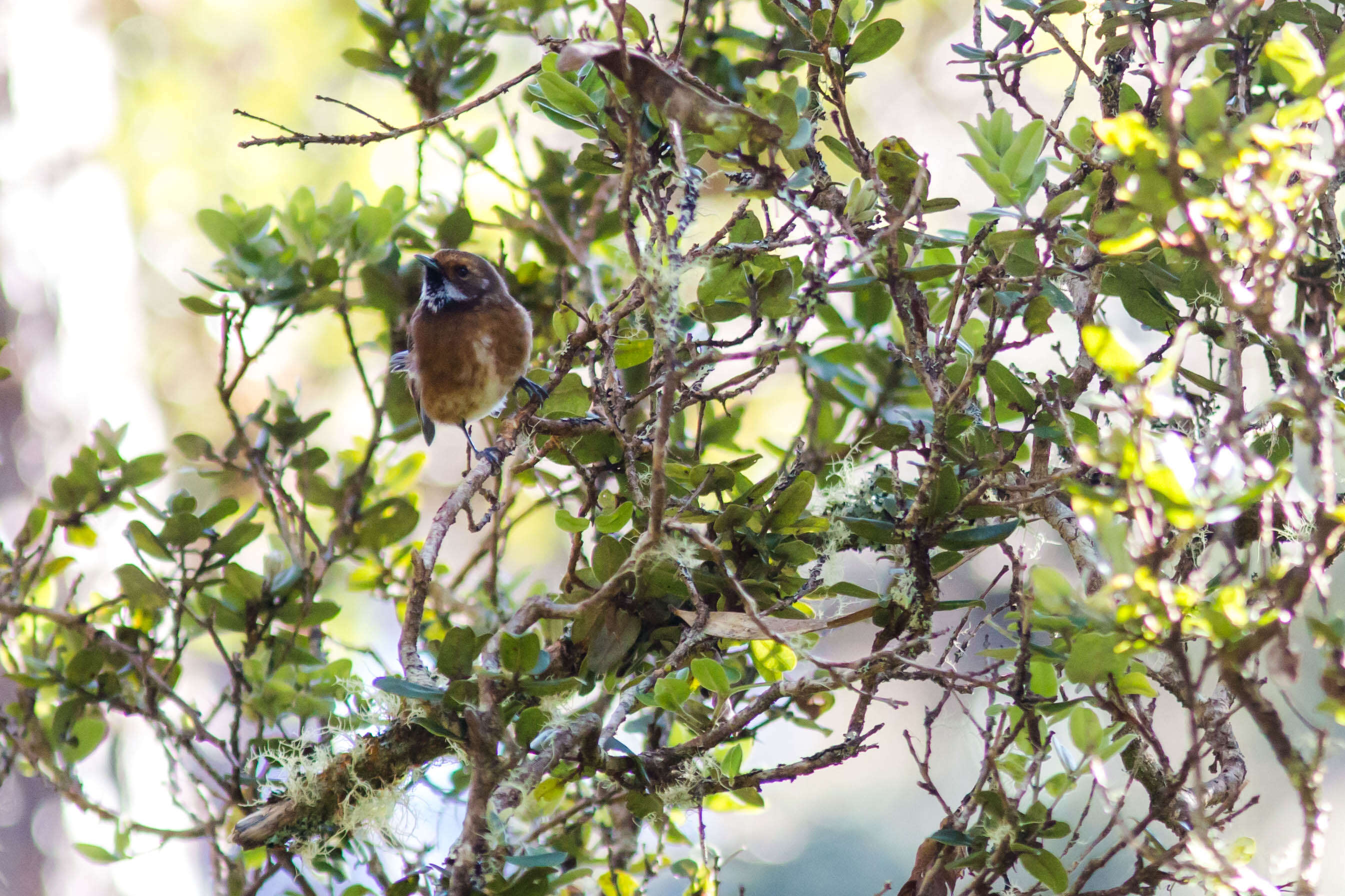 Image of Hawai`i `Elepaio