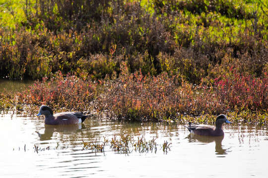 Image of American Wigeon