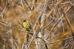 Image of Lesser Goldfinch