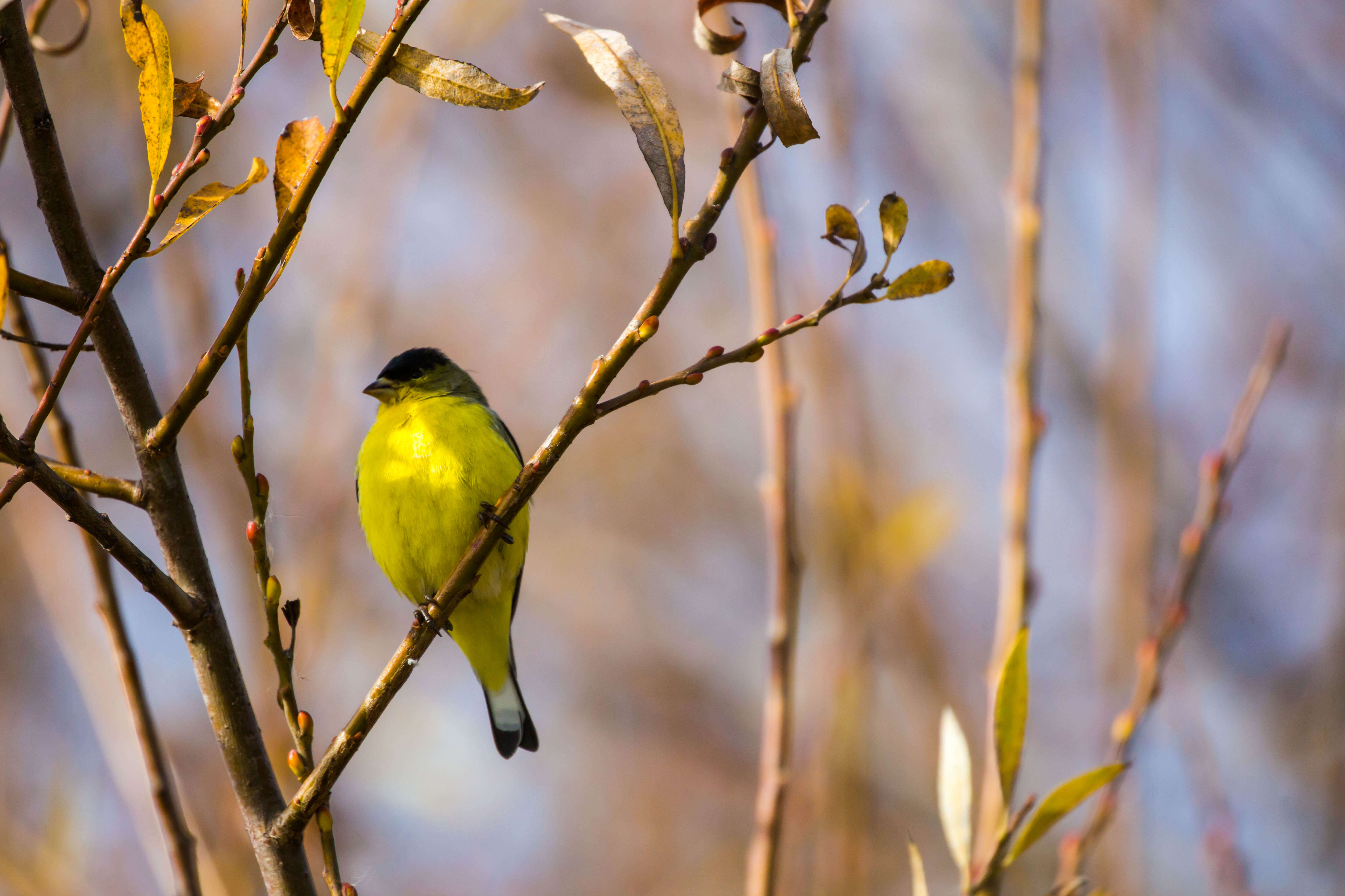 Image of Lesser Goldfinch