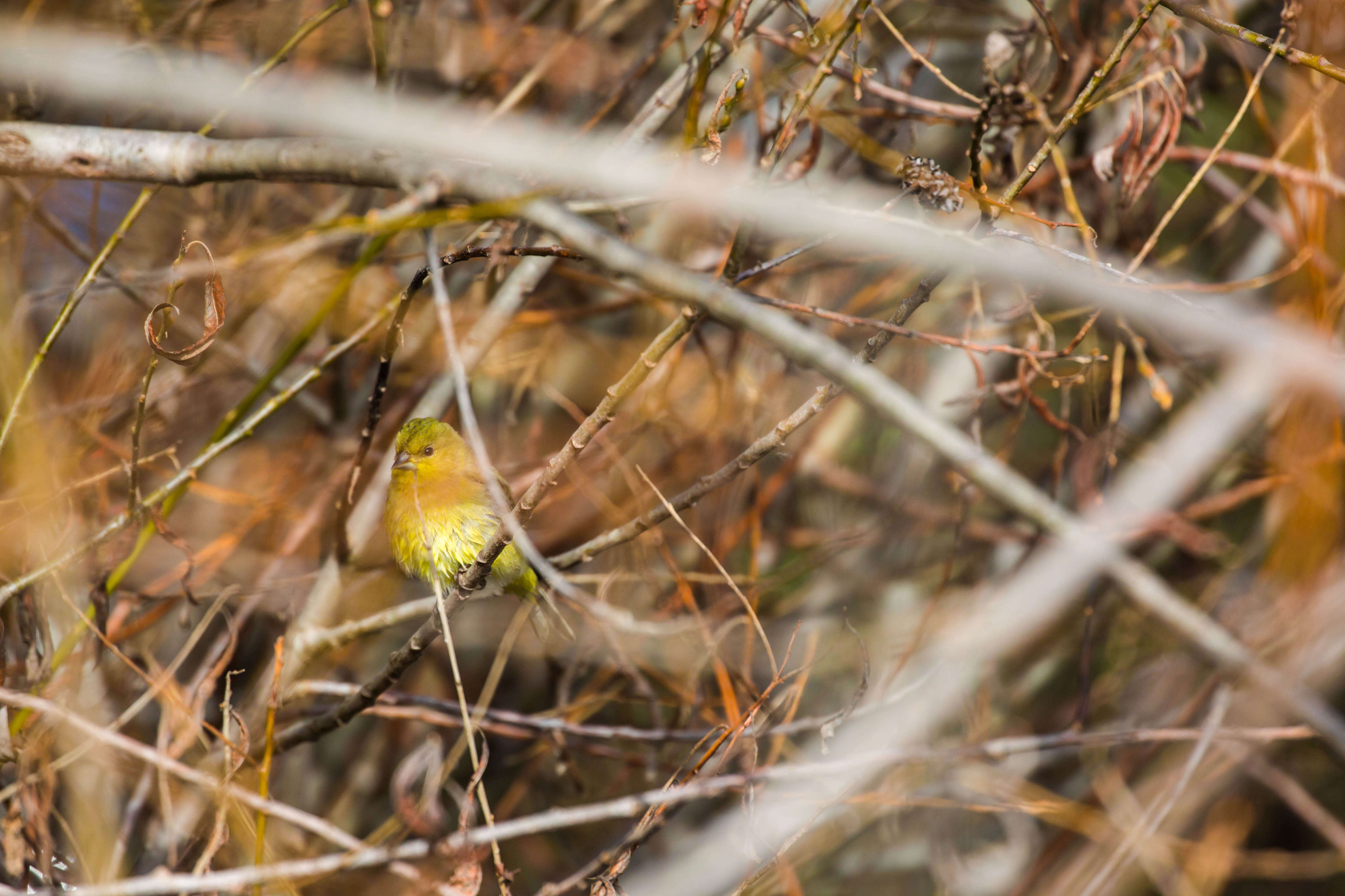 Image of Lesser Goldfinch