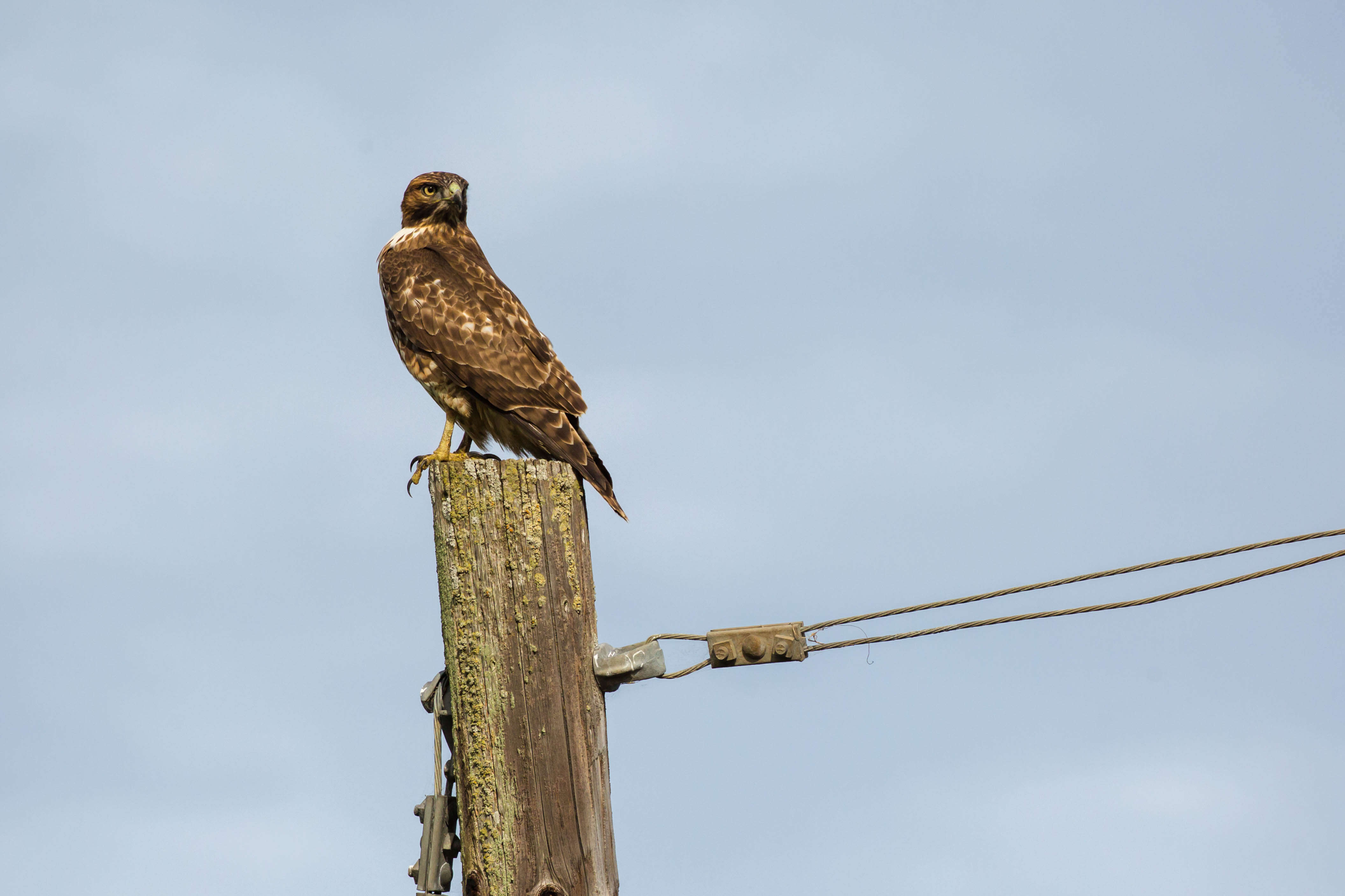 Image of Red-shouldered Hawk