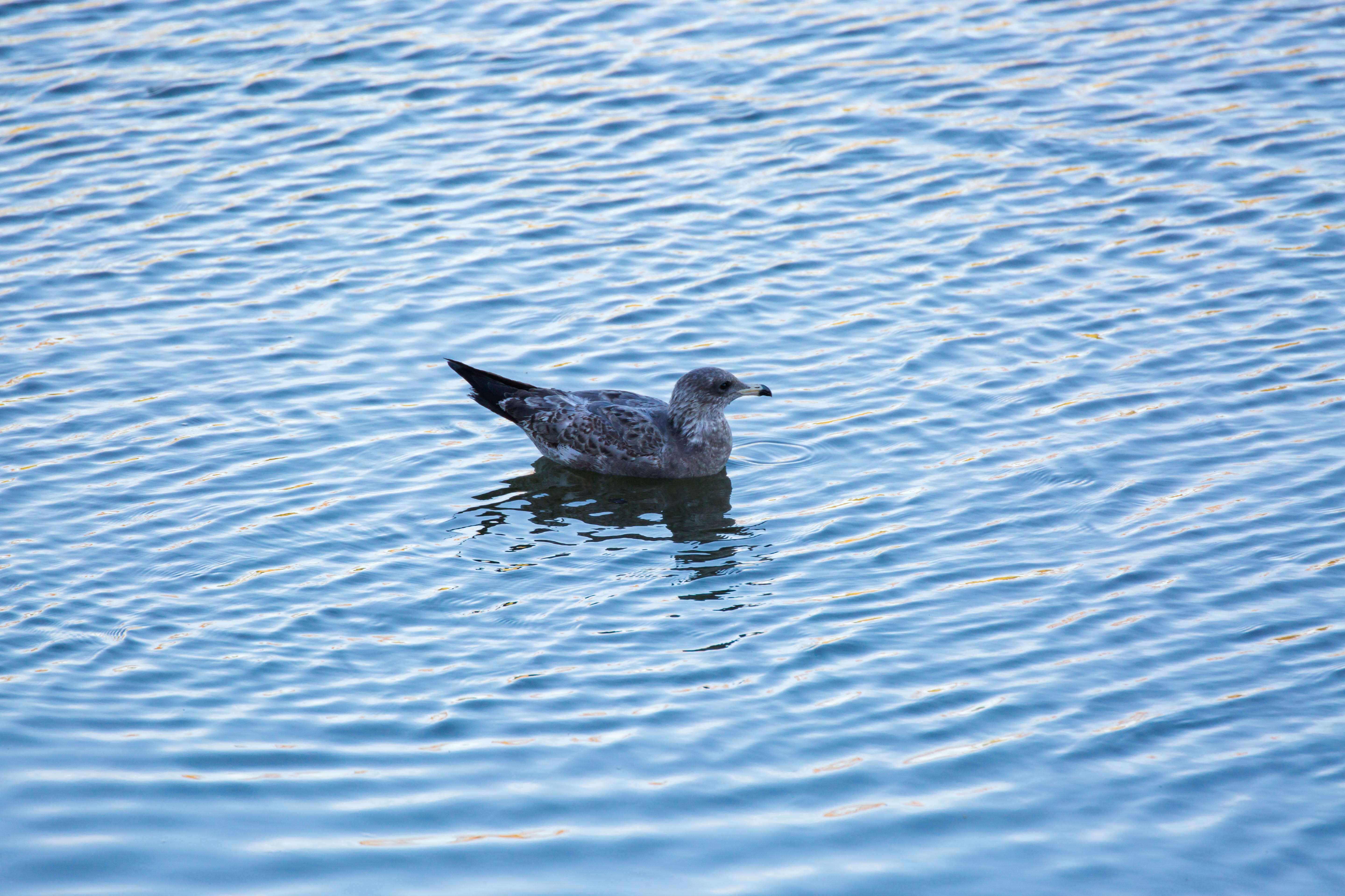 Larus californicus Lawrence 1854 resmi