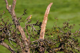 Image of Western Meadowlark