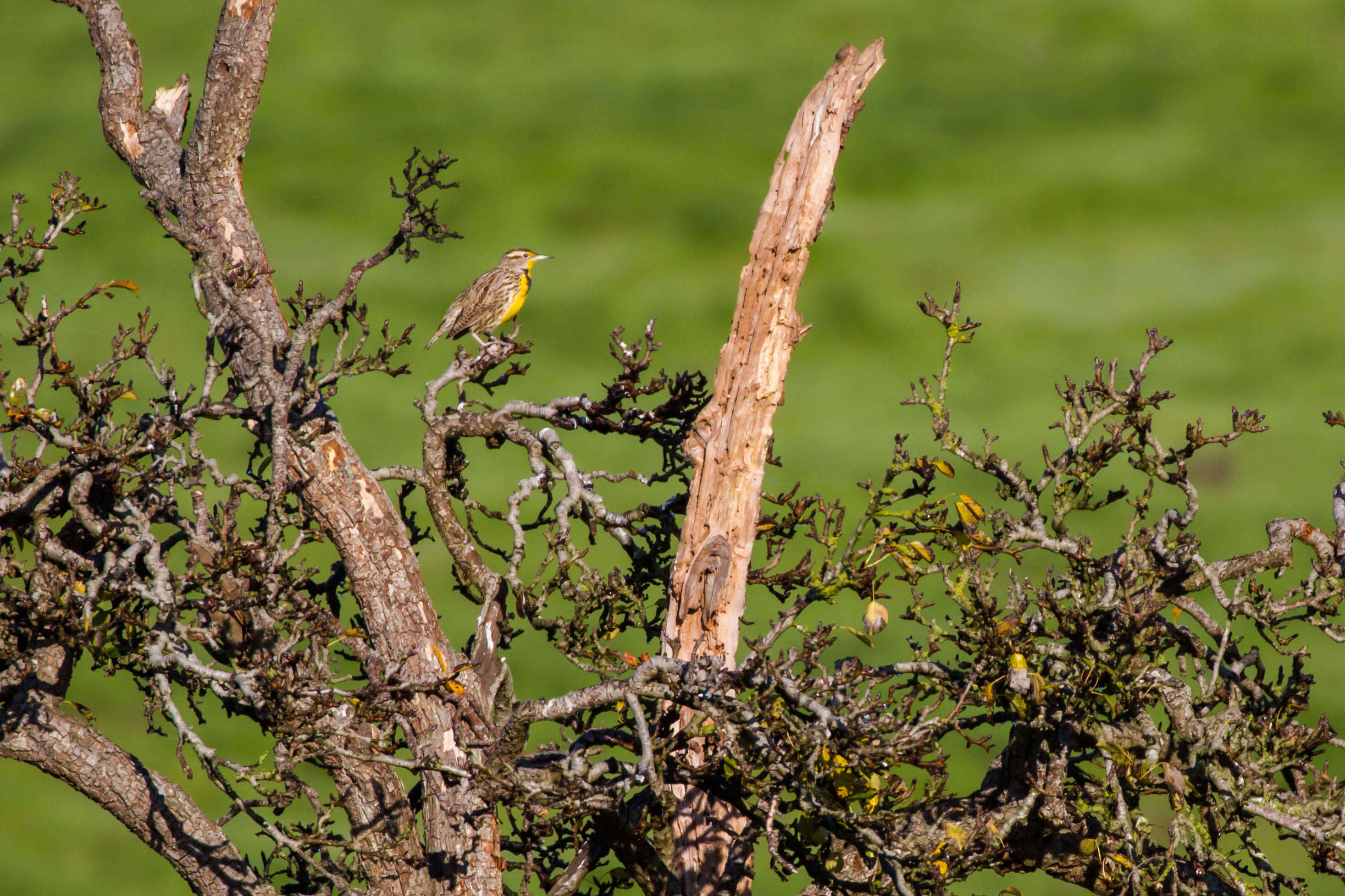 Image of Western Meadowlark