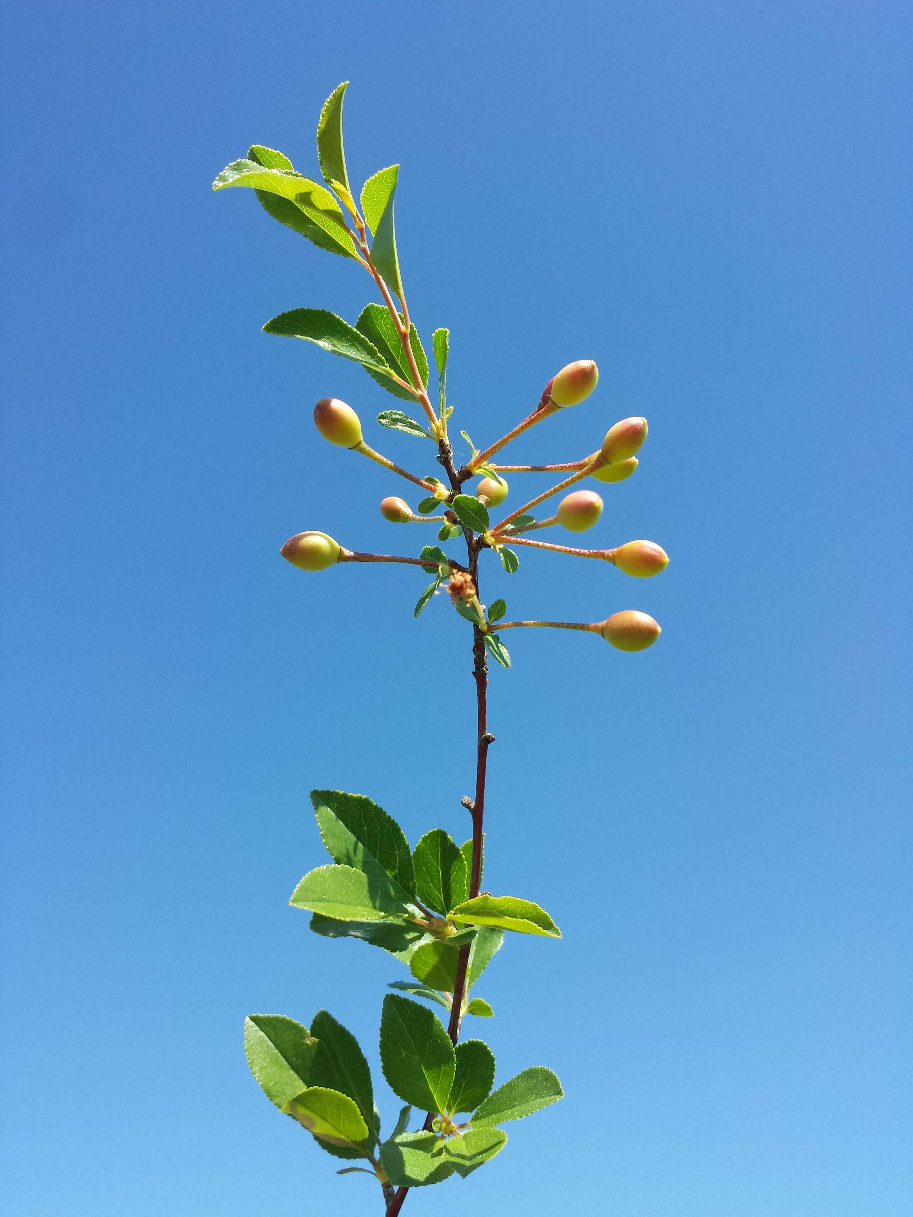 Imagem de Prunus fruticosa Pall.