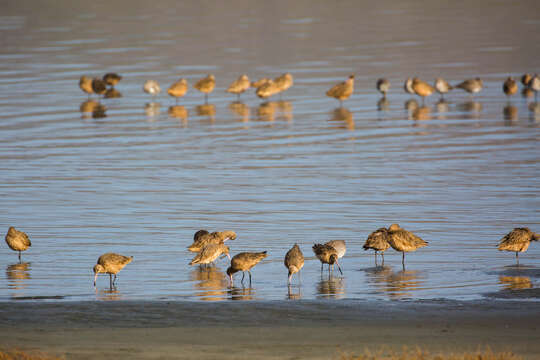 Image of Marbled Godwit