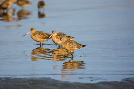 Image of Marbled Godwit