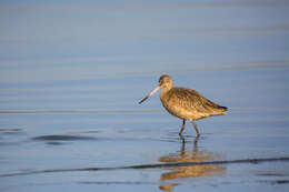 Image of Marbled Godwit