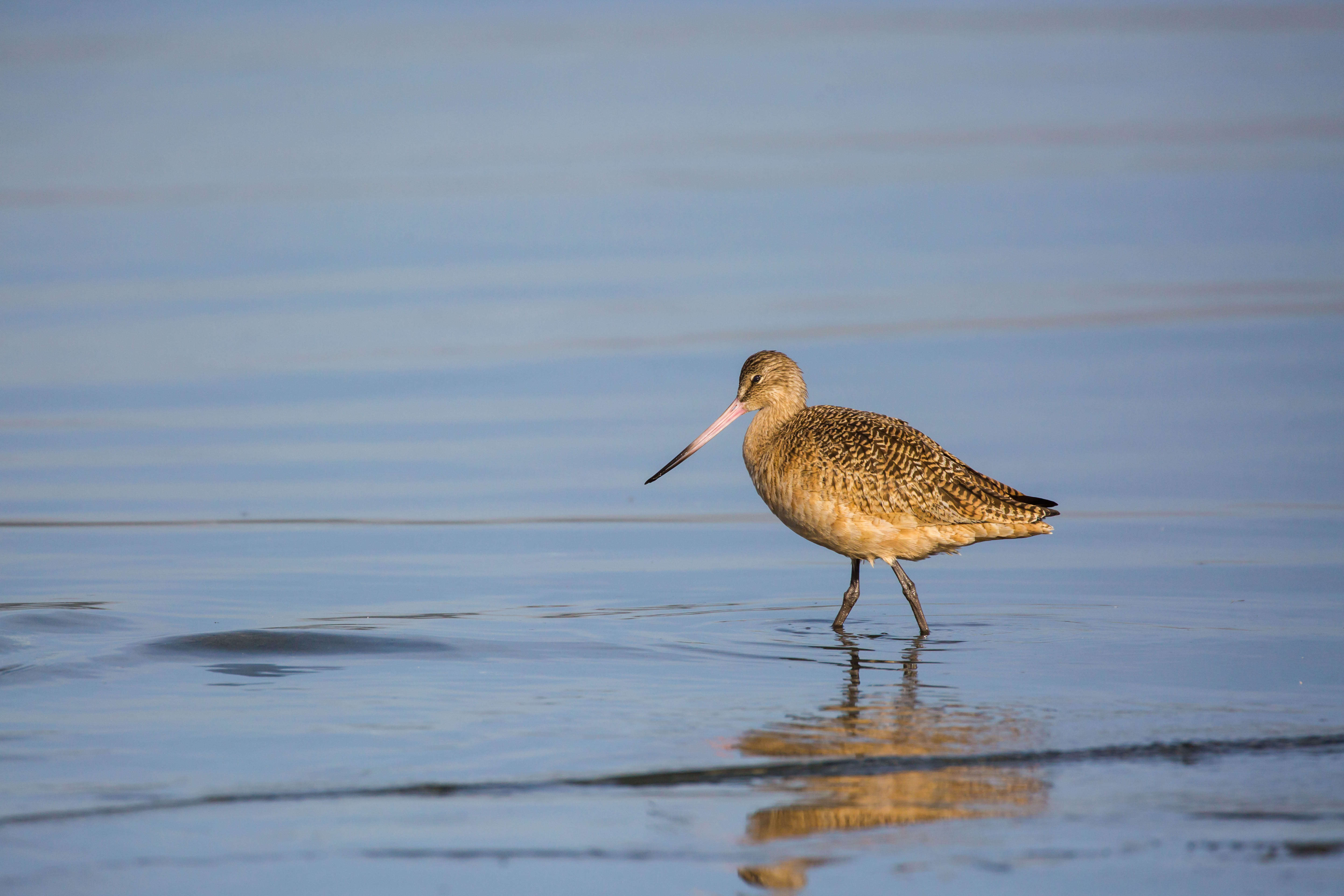 Image of Marbled Godwit