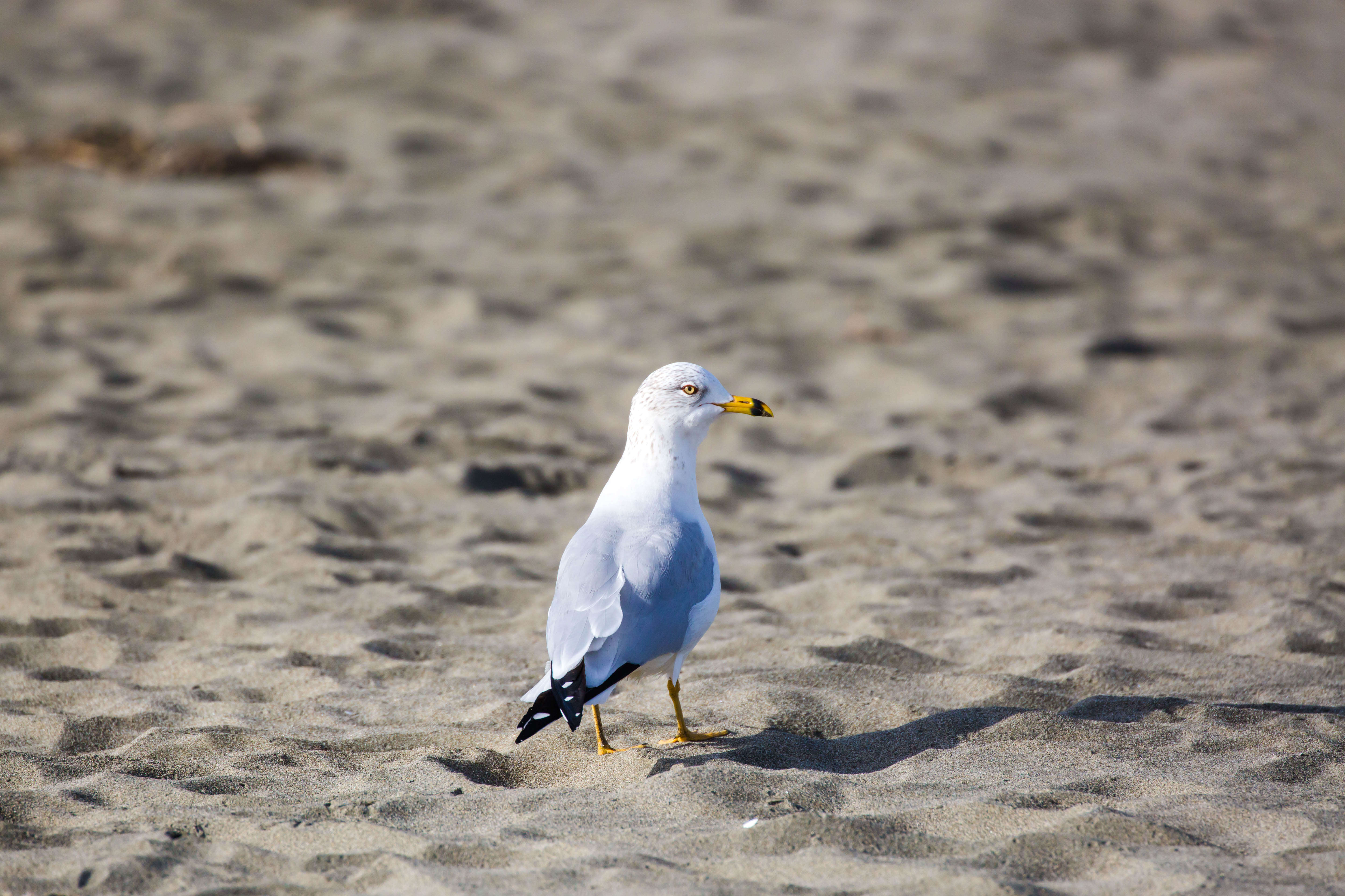 Image of Ring-billed Gull