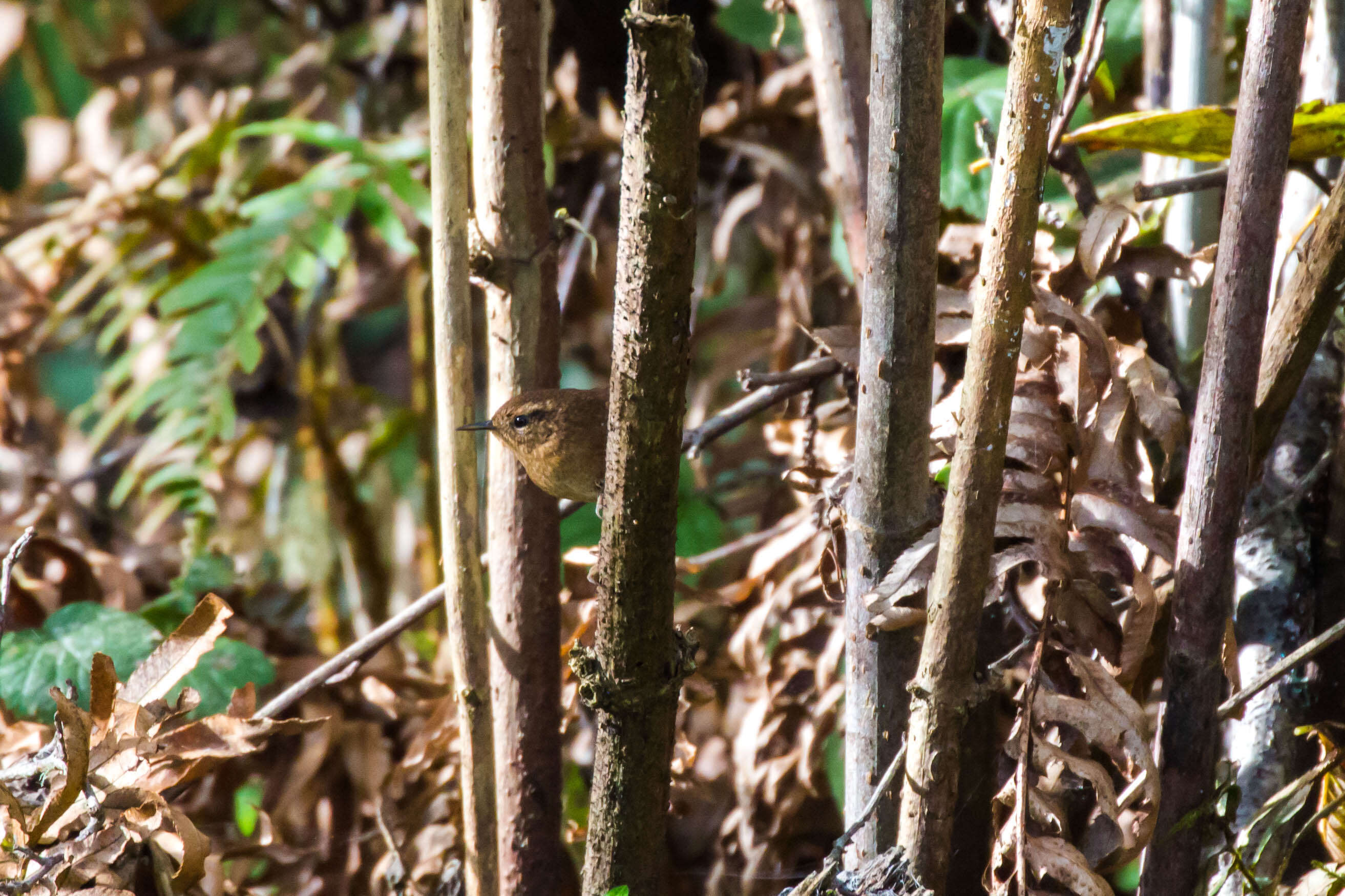 Image of Pacific Wren