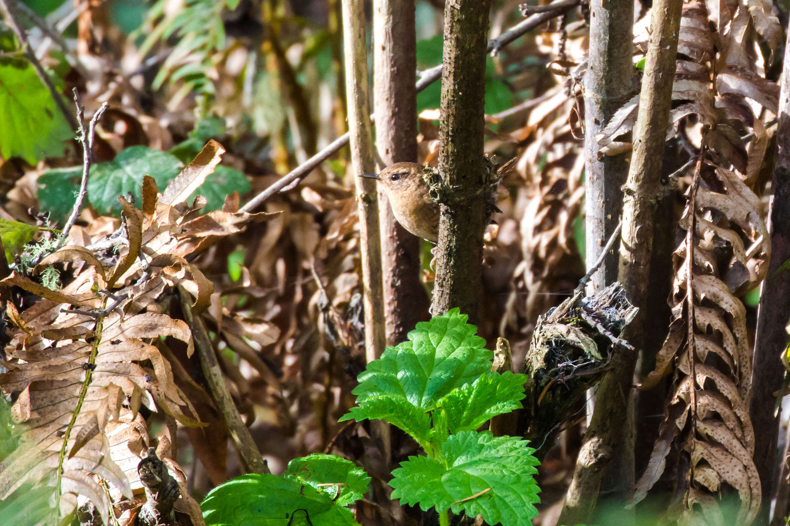 Image of Pacific Wren