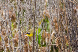 Image of Common Yellowthroat