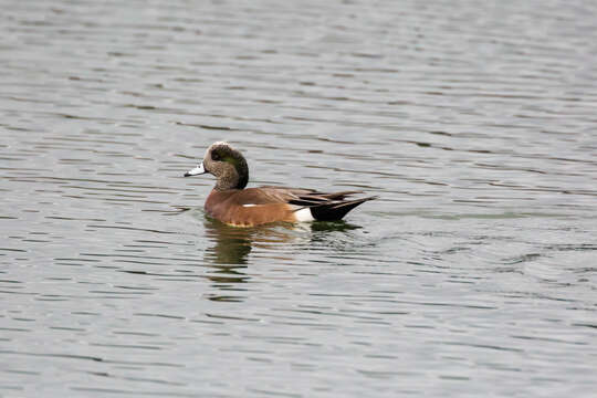 Image of American Wigeon