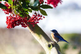 Image of Western Bluebird