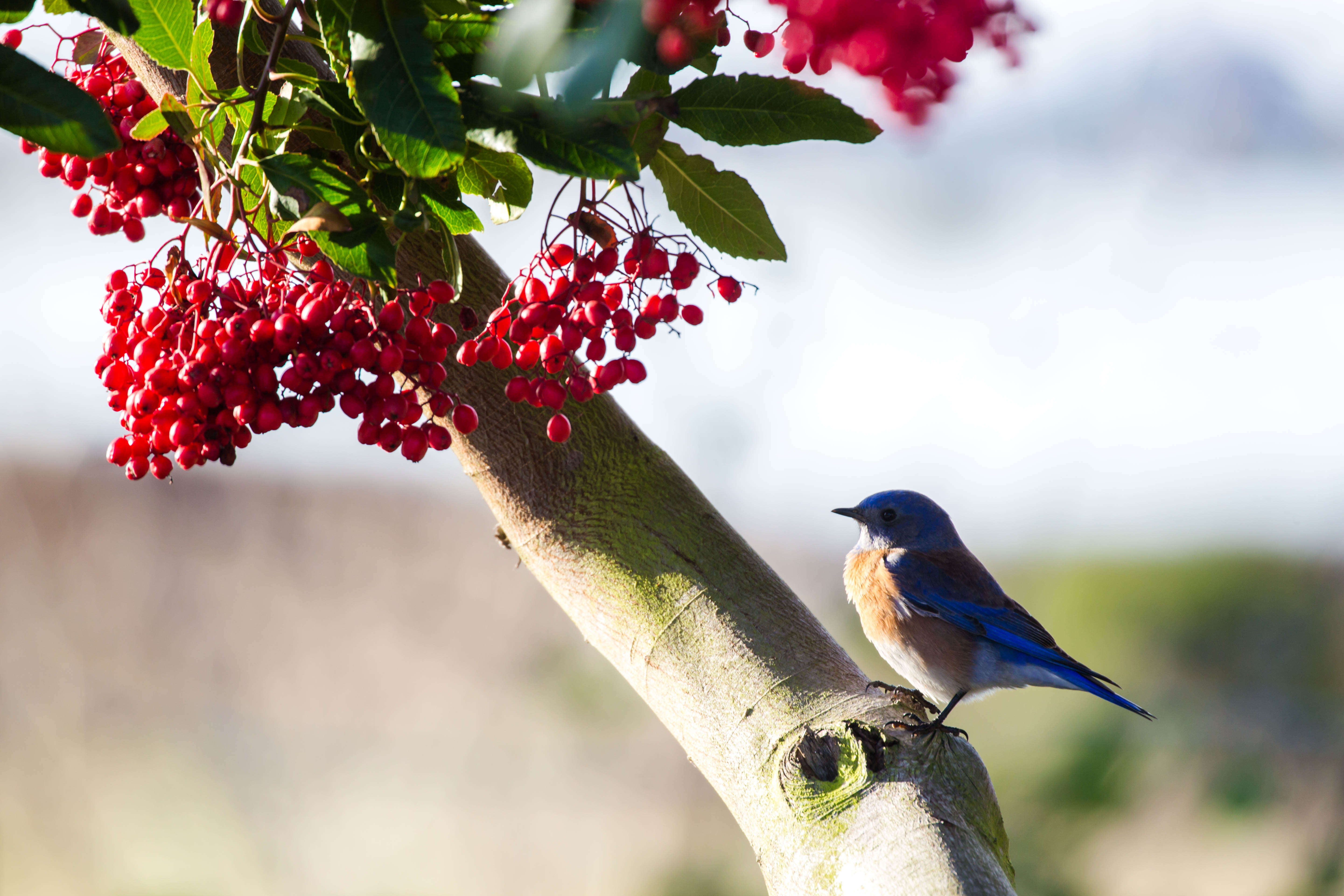 Image of Western Bluebird