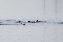 Image of Canvasback