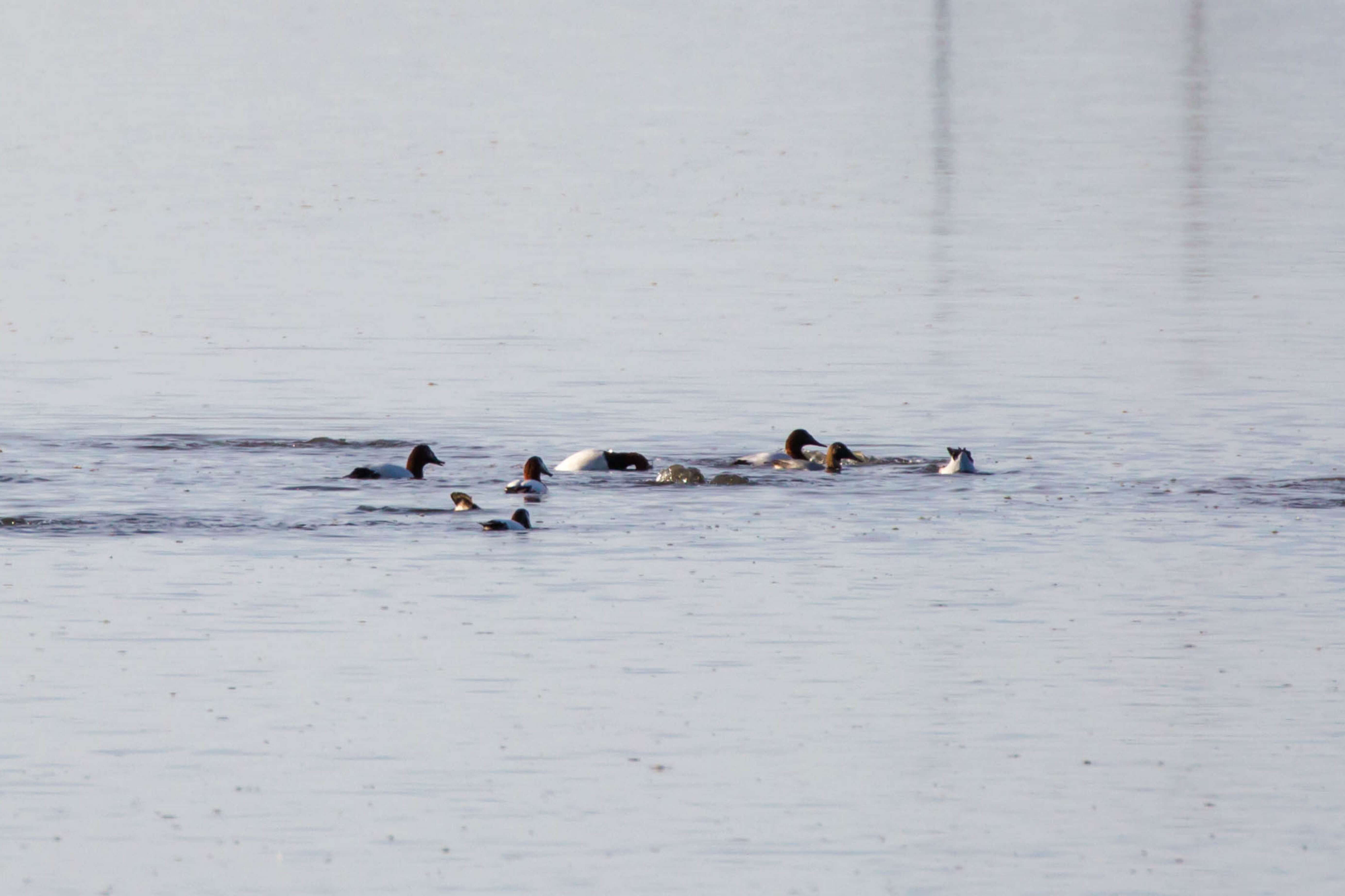 Image of Canvasback