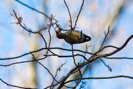 Image of Red-bellied Woodpecker