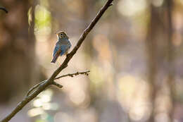 Image of Hermit Thrush