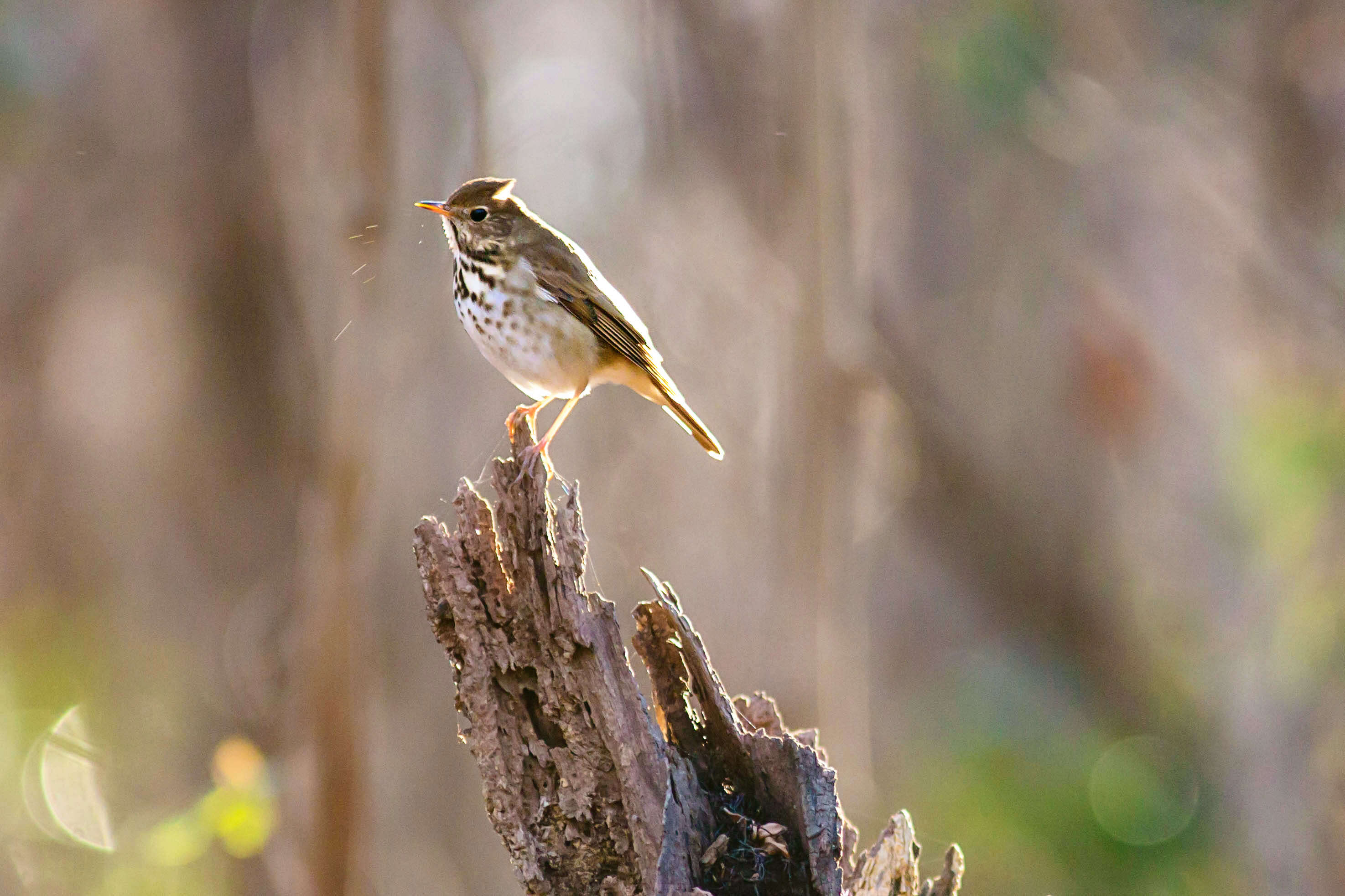 Image of Hermit Thrush