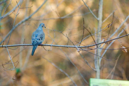 Image of American Mourning Dove