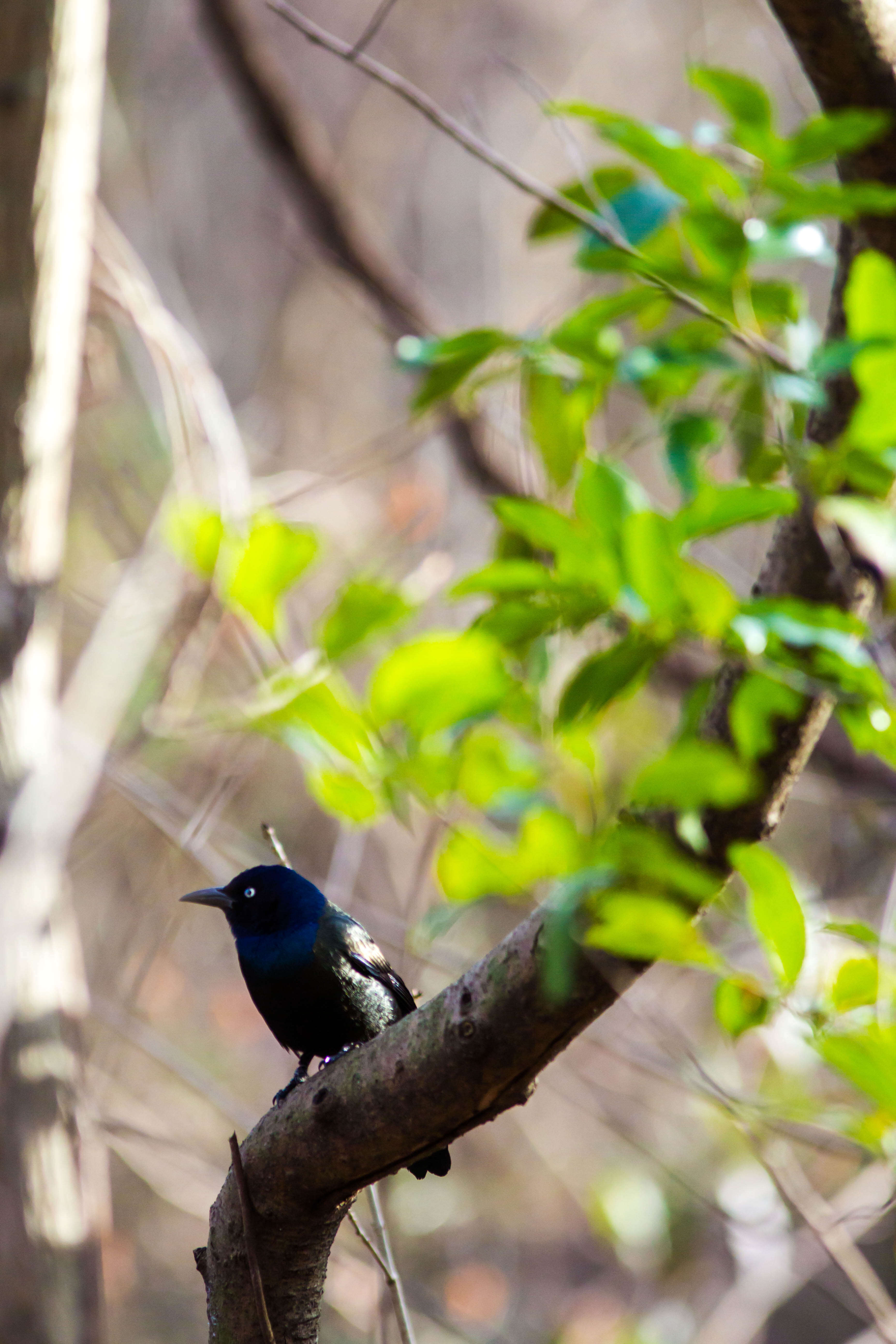 Image of Common Grackle