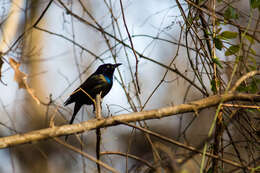 Image of Common Grackle