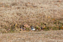 Image of Killdeer