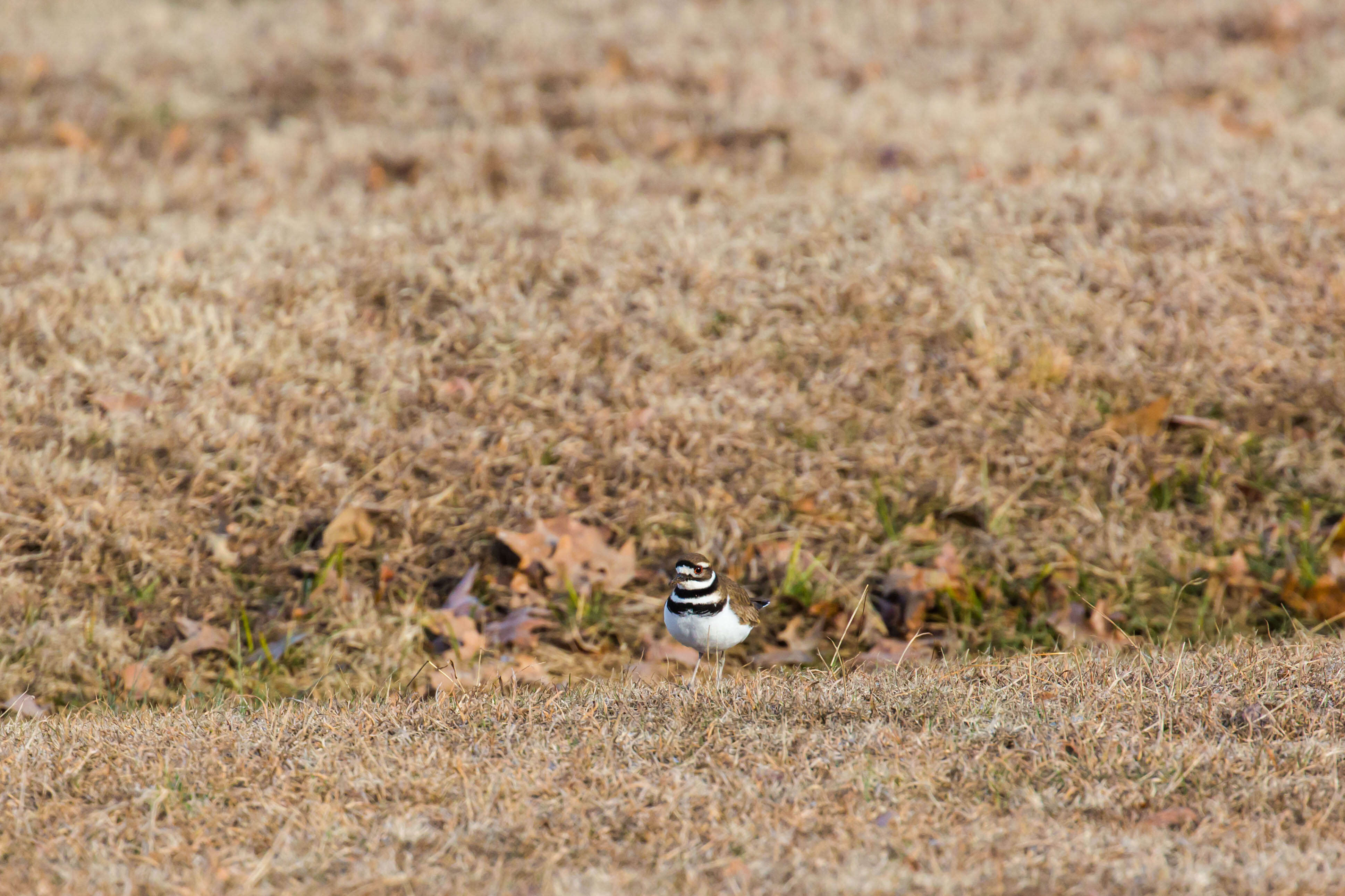 Image of Killdeer