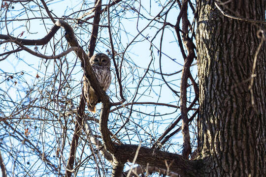 Image of Barred Owl