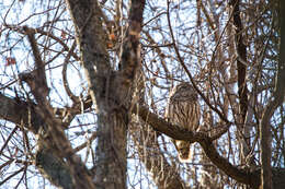 Image of Barred Owl